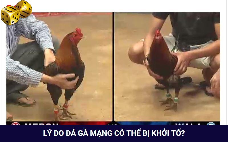 Cá cược đá gà qua mạng có thể bị khởi tố