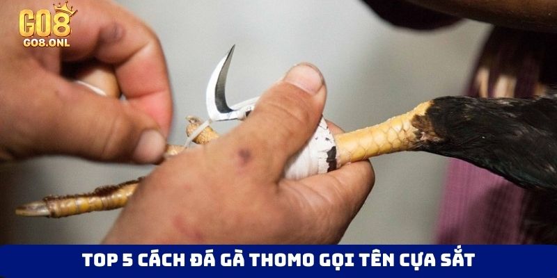 Top 5 cách đá gà Thomo gọi tên cựa sắt